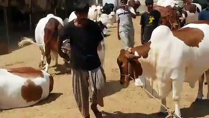 Bublee Loading cow mandi karachi 2015
