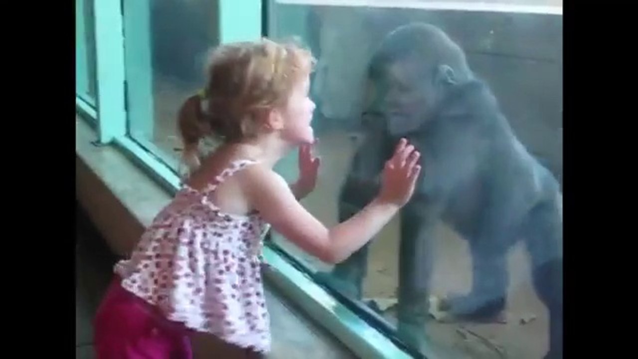 Kids At The Zoo Compilation