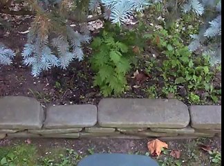 How to grow Chrysanthemum - Gardening 101 by Dr. Greenthumb