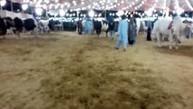 Most Heaviest Beautiful Cow Qurbani 2015 Karachi