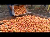 B&R Farms California Dried Apricots