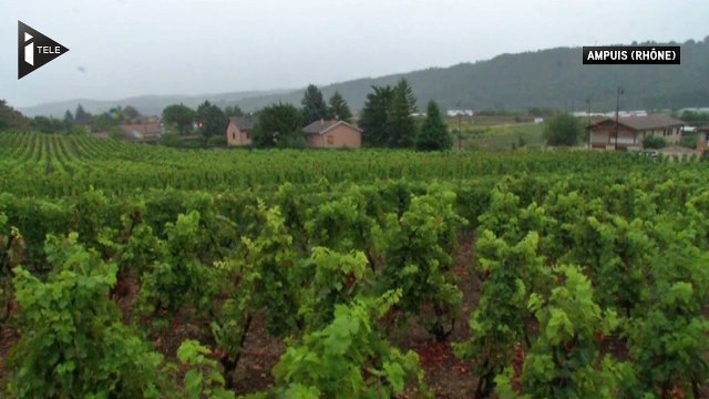 40 000 euros de raisin volés en Côte du Rhône