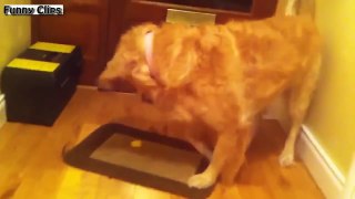 Most Funny Dogs Reacting To Lemons Compilation 2015 NEW new 2015
