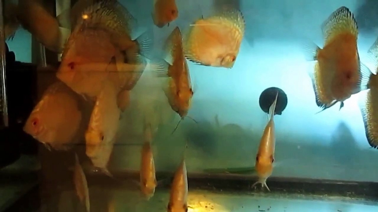 Pigeon Blood Discus (young fish)