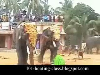 Elephant gone wild in India during a festival