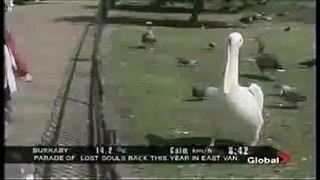 Amazing Video - Pelican EATS Pigeon!!