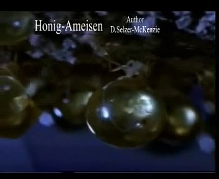 Honigameisen Ameisen Tiere Animals Natur SelMcKenzie Selzer-McKenzie