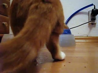 Catit® Design Fresh & Clear Drinking Fountain with Food Bow