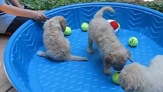 U Need a Doodle - 3 adorable cream Goldendoodle puppies 5 1/2 weeks old