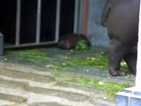 Baby nijlpaard geboren in Zoo antwerpen (22/05/2010)