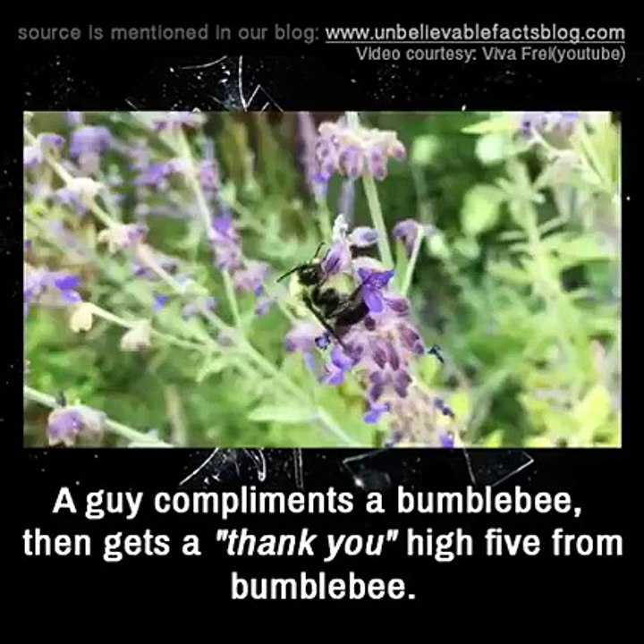 Giving high five to a bumble bee
