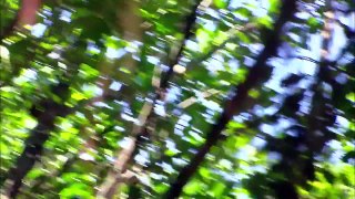 飛躍在林梢—台灣松鼠與飛鼠的3D生活（精簡版）