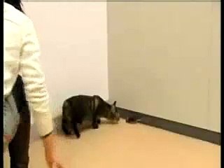 Fearless Mouse