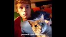 ,funny cats compilation vines,funny cat vines compilation,funny cat vines try not to laugh