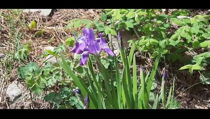 Shogran to Siri Payee Beauty