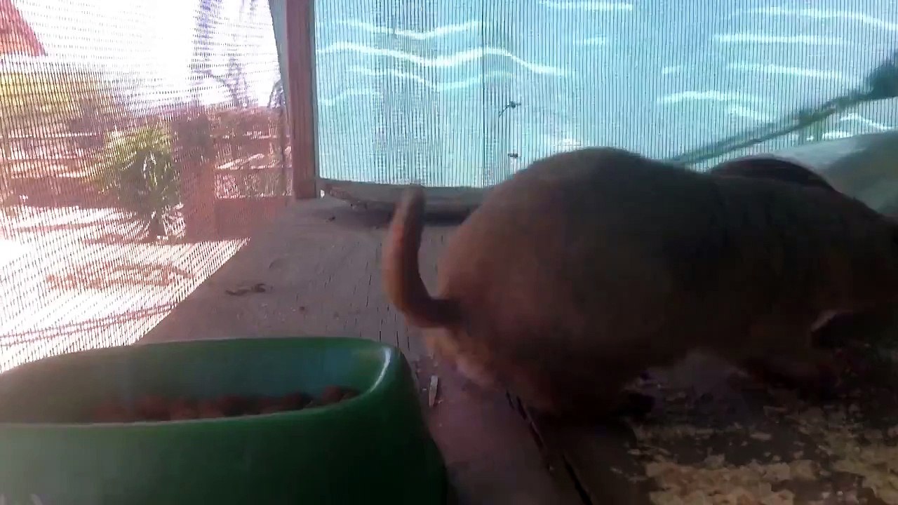 Perritos de la pradera británi y alvin  jugando