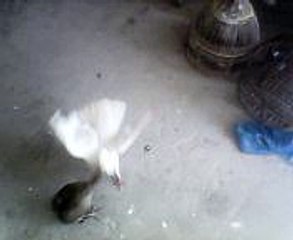 teetar and kabooter ki larai chak No 210/E.B
