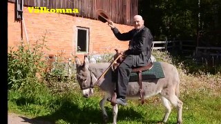 Åsnegubben i Brunskog, Arvika-Sweden..Riding a donkey.Eselreiten.