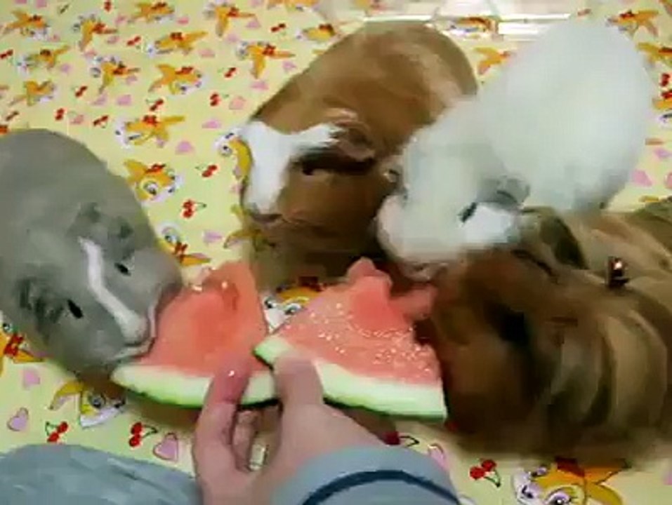 Little animal