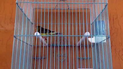 Canario timbrado cantando