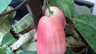 Big Wax Apple Jambu From Indonesia - Pink Lady | Wax Apple In Pot | Jambu Air Citra Jumbo Dalam Pot