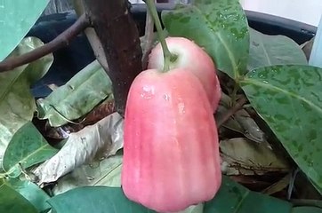 Big Wax Apple Jambu From Indonesia - Pink Lady | Wax Apple In Pot | Jambu Air Citra Jumbo Dalam Pot