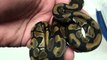 2012 Available Ball Pythons *ALL SOLD!*