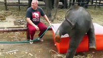 Tierno bebé elefante bañandose - Tender baby bathing