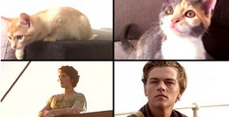 Someone Has Remade "Titanic" With A Full Feline Cast