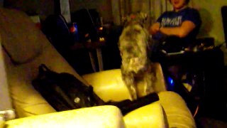 Schnauzer dog fails at jumping. Owns Computer.