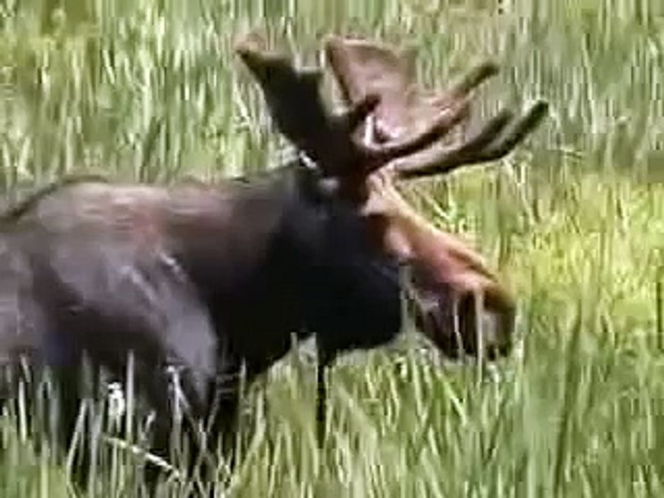 Vermont Moose