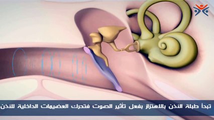 كيف تعمل الاذن؟