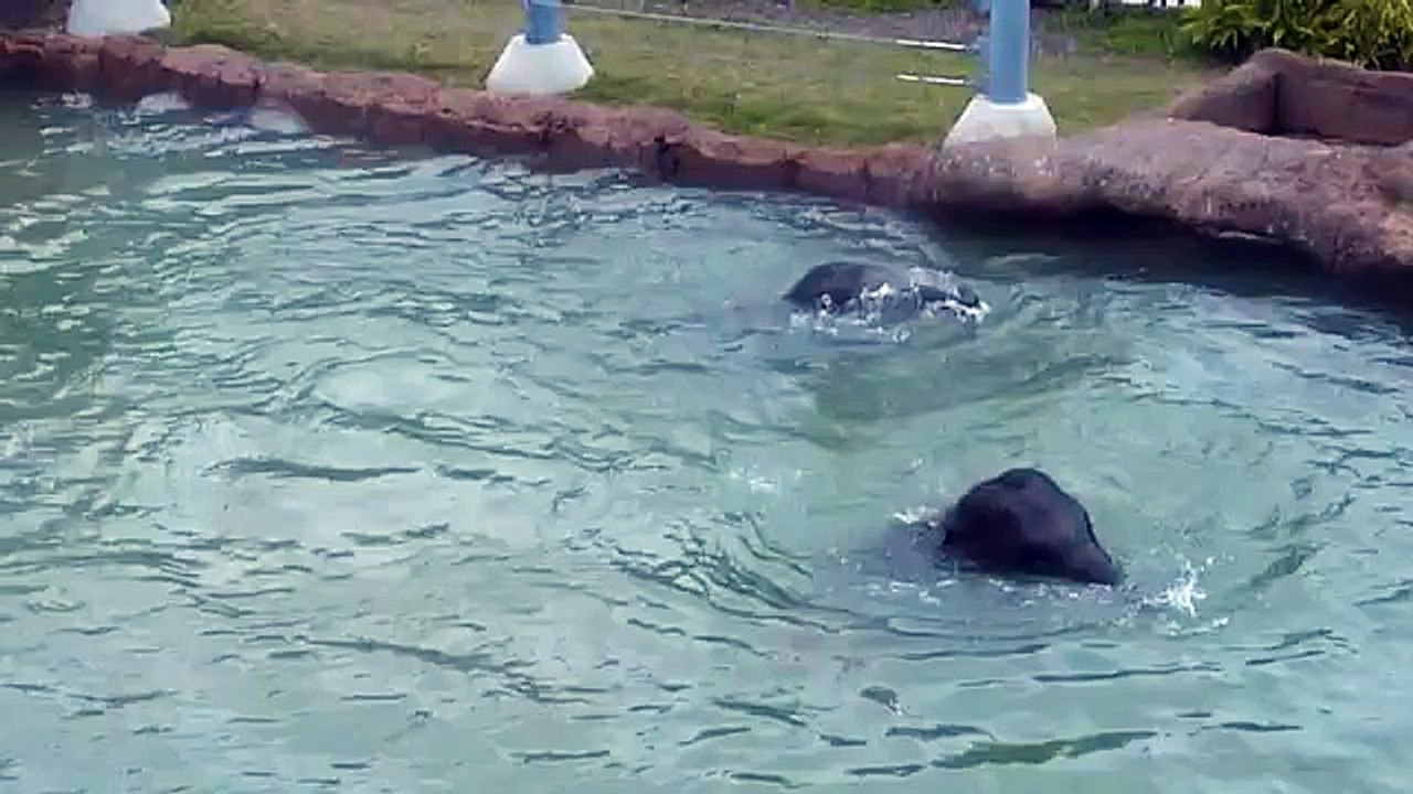 Baby Elephants Tupelo and Baylor Play in the Pool