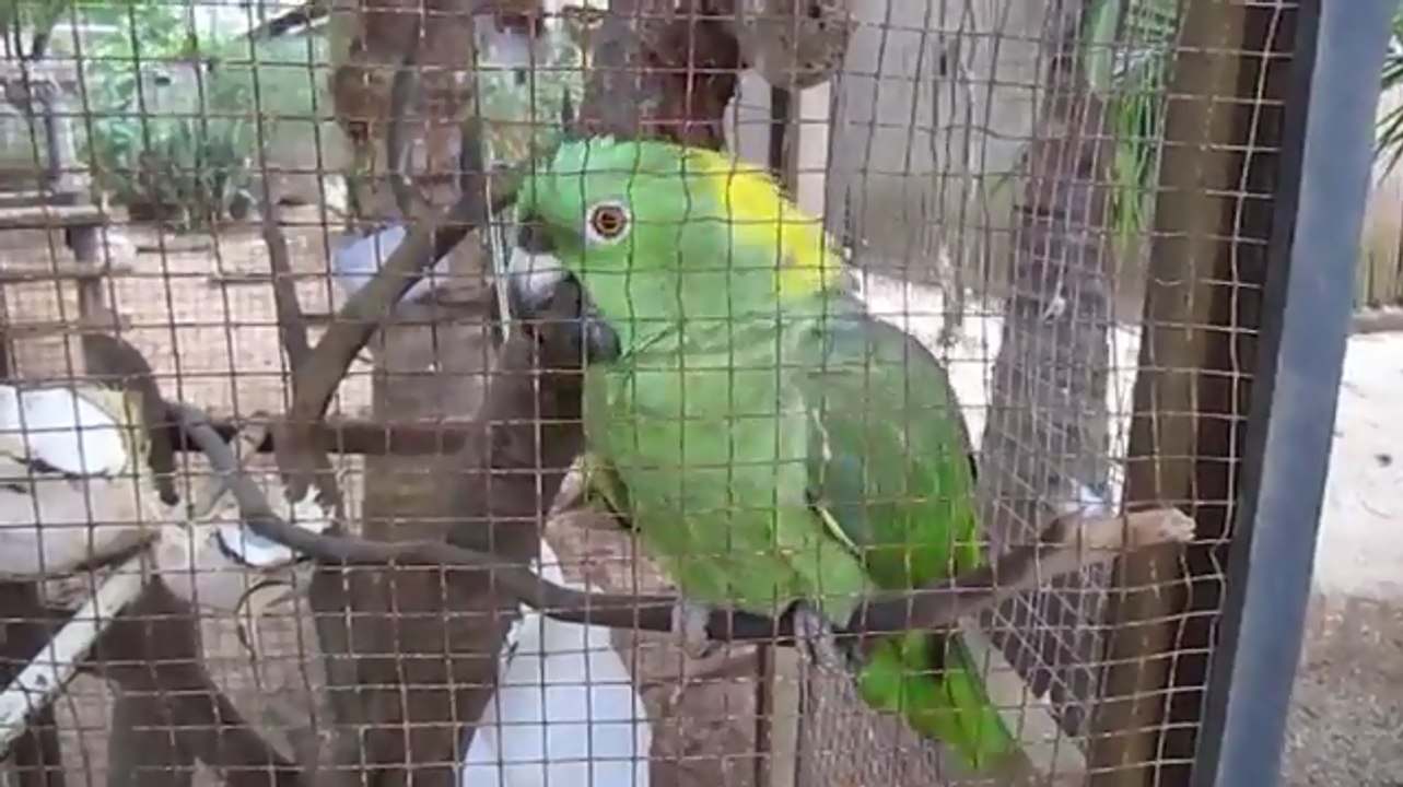 Parrot Cries Like A Baby
