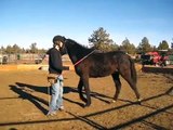 Part 4 - Horse Behavior Study - Getting Equality with Your Pushy Nervous Horse