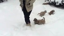 AKC Golden Retriever Puppies for Sale during a snow day