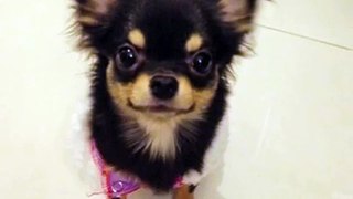雞脾勁歌金曲 Chihuahuas's Idol--Gabie !