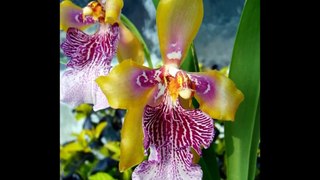 AMAZING ORCHIDS ★  CORCOVADO ★ BOSSA NOVA