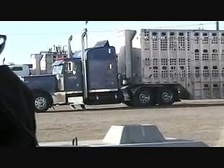 Overuse of Electric Prod on Pigs 2009 PART II