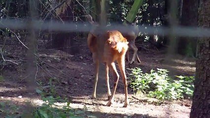 Wildpark Schwarze Berge 3