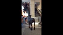 VIRAL: Loyal dog waits for master outside the mall