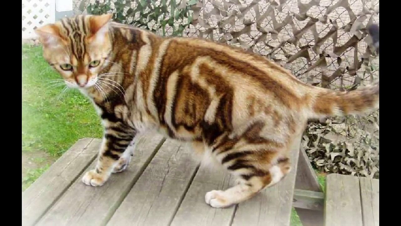 Cat Breeds | Large Cat Breeds