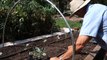 PSL How-to & DIY Project: How-to Plant Broccoli in Your Organic Vegetable Garden