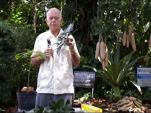Grafting Avocados Gene Joyner Unbelievable Acres Palm Beach Rare Fruit Council
