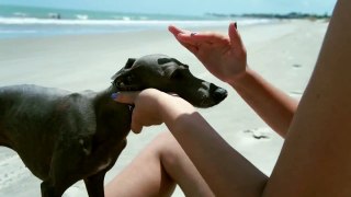Italian Greyhound | Trouble on the Beach | Cambito