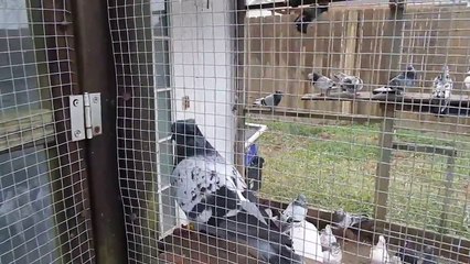 Srpski Visokoletaci Prodajem Golubove