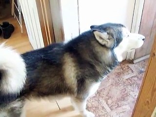 Alaskan Malamute 'Talking'