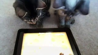 iPad Game for Cats - in action!