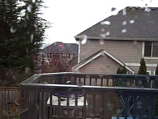 Classic Dog Tricks: A New Way to Teach Your Dog to "Shake"