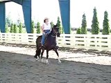 Peruvian Paso Test Ride